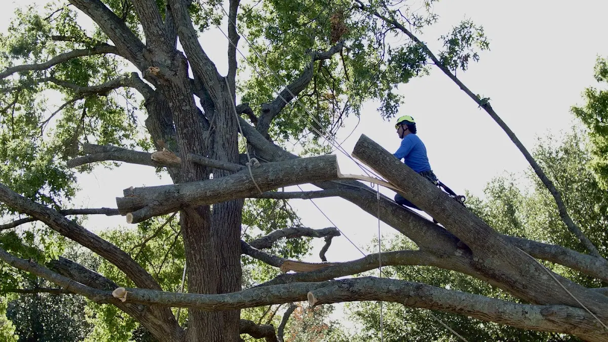 Professional Hazardous Tree Removal performed by certified arborists in Vallonia