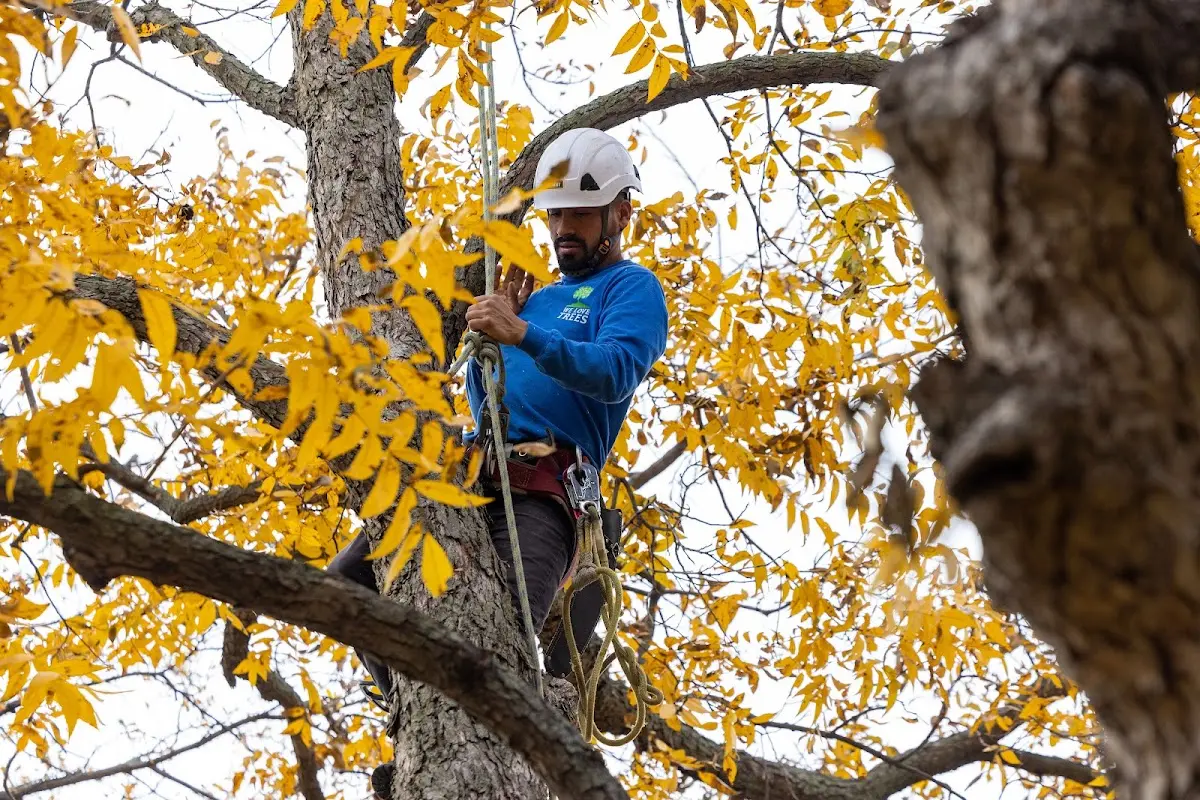 Skilled Tree Pruning crew working in Vallonia